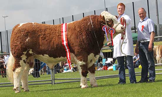 Simmentals Crowned Best Breed On Parade At Ballymena Show - British ...