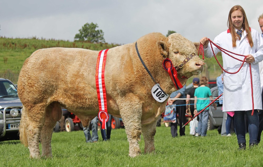 Show Finale For Simmental Breeders At Enniskillen - British Simmental ...