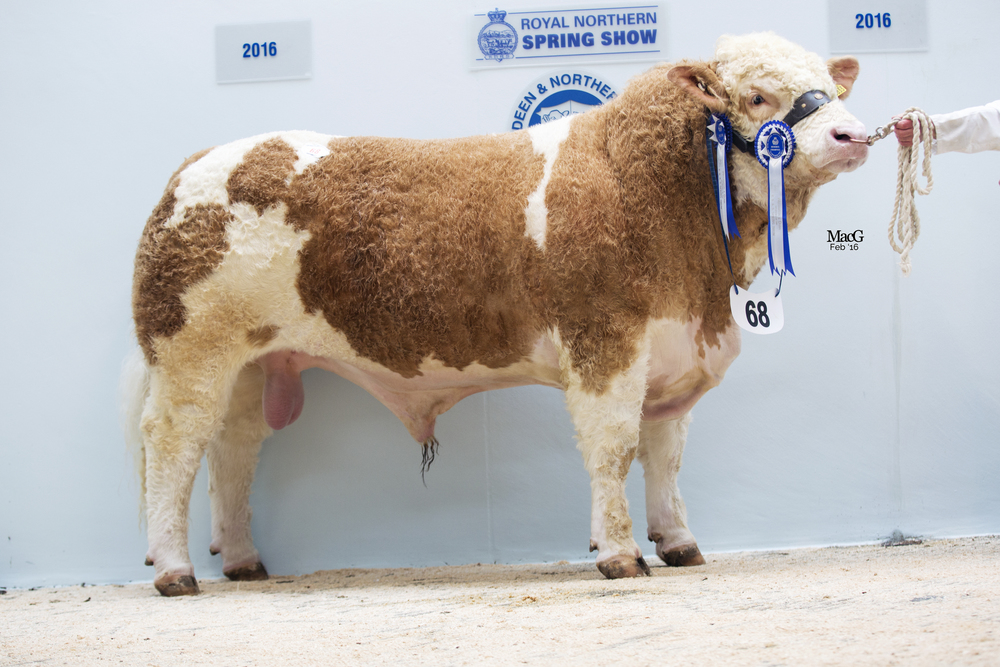 Aberdeen & Northern Marts Spring sale 24th February 2016