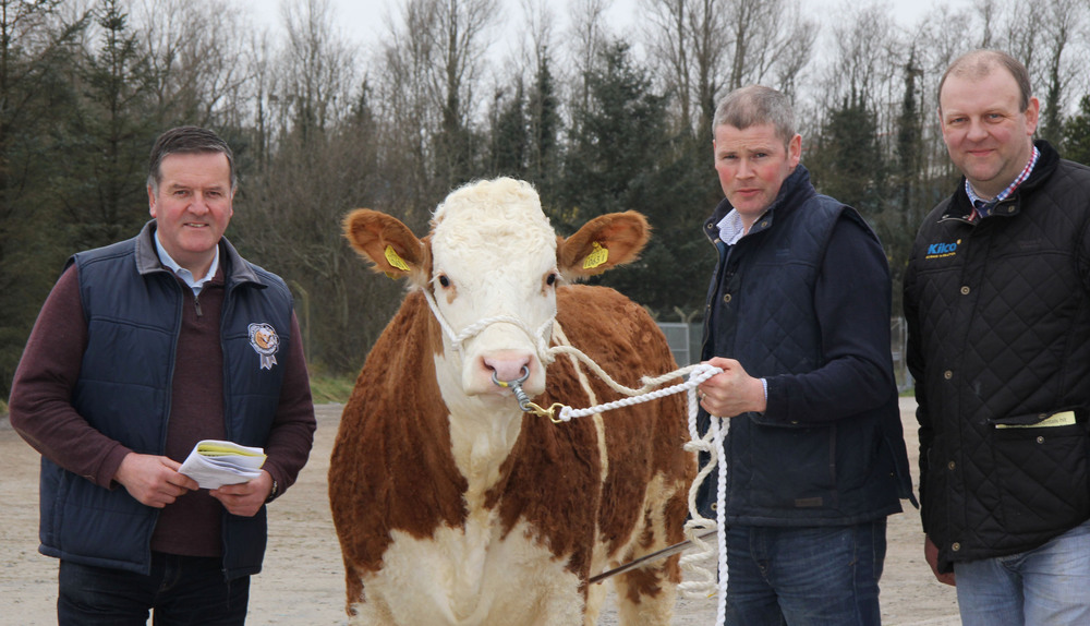 Ballymena Show to host  Simmental heifer derby