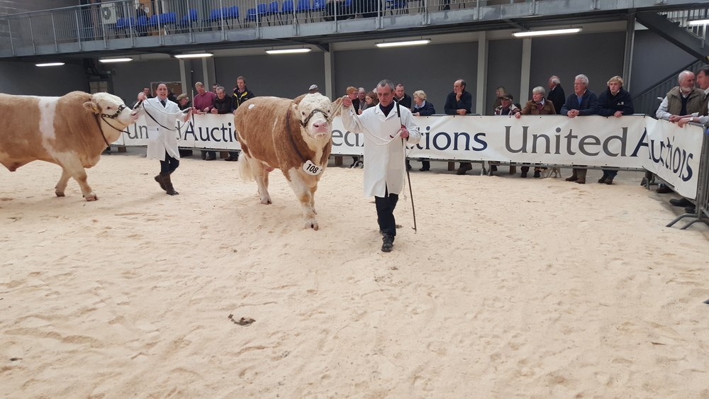 Stirling May Sale – Show results 1st May. Judge – Dafydd Jones (Banwy Herd)