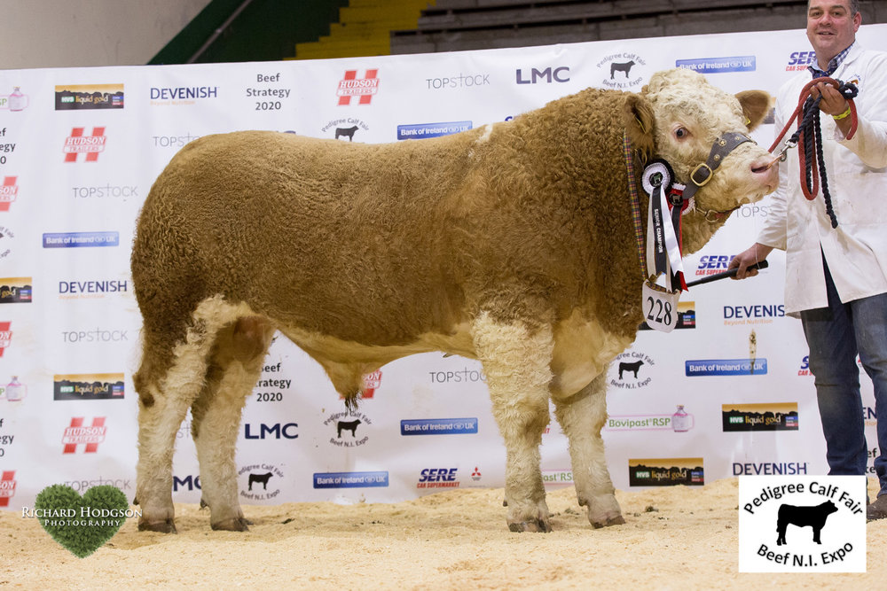 Pedigree Calf Fair Results – Balmoral, Judge Mr Iain Green (Corskie)