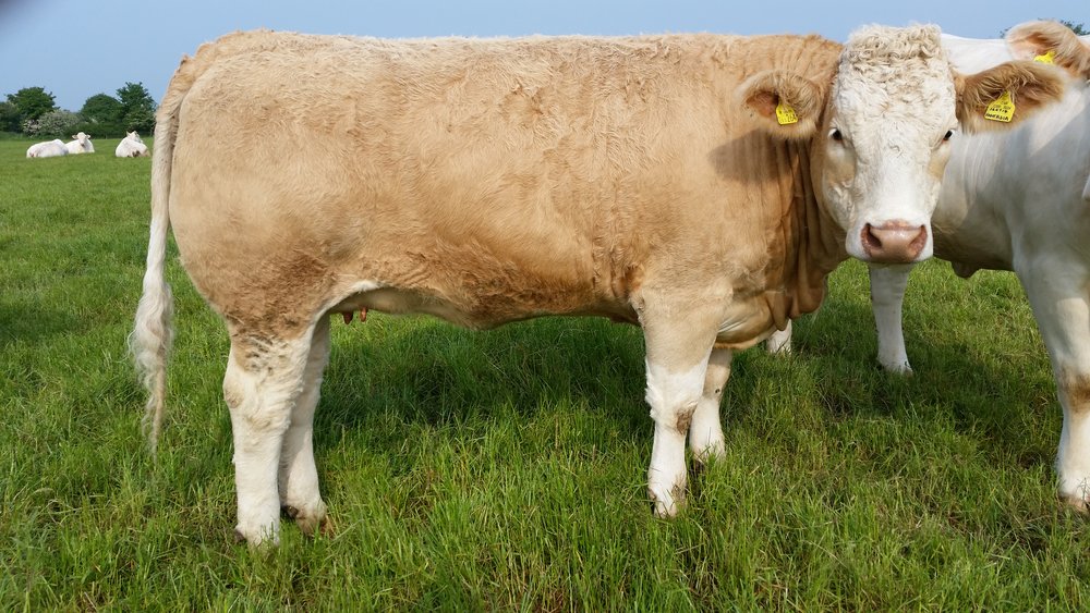 Beanhill herd wins Improved Herd Award for the Simmental breed