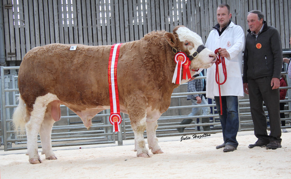 Champion tops Ballymena Simmental sale at 4,300gns