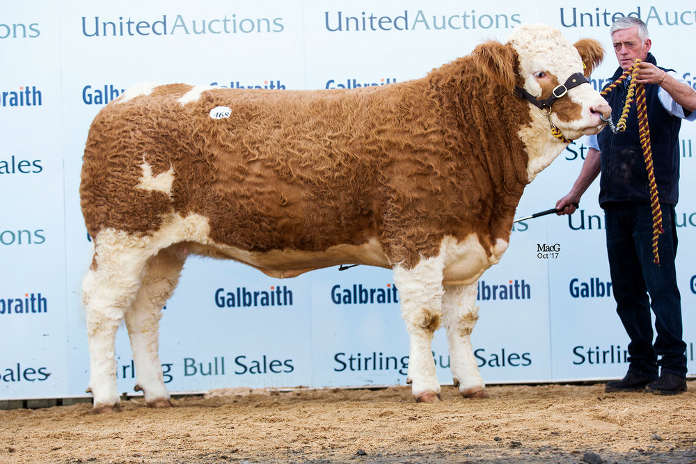 Stirling October Bull sales, including the Dispersal of the Sterling herd on behalf of Boddington Estates Ltd – Sale report