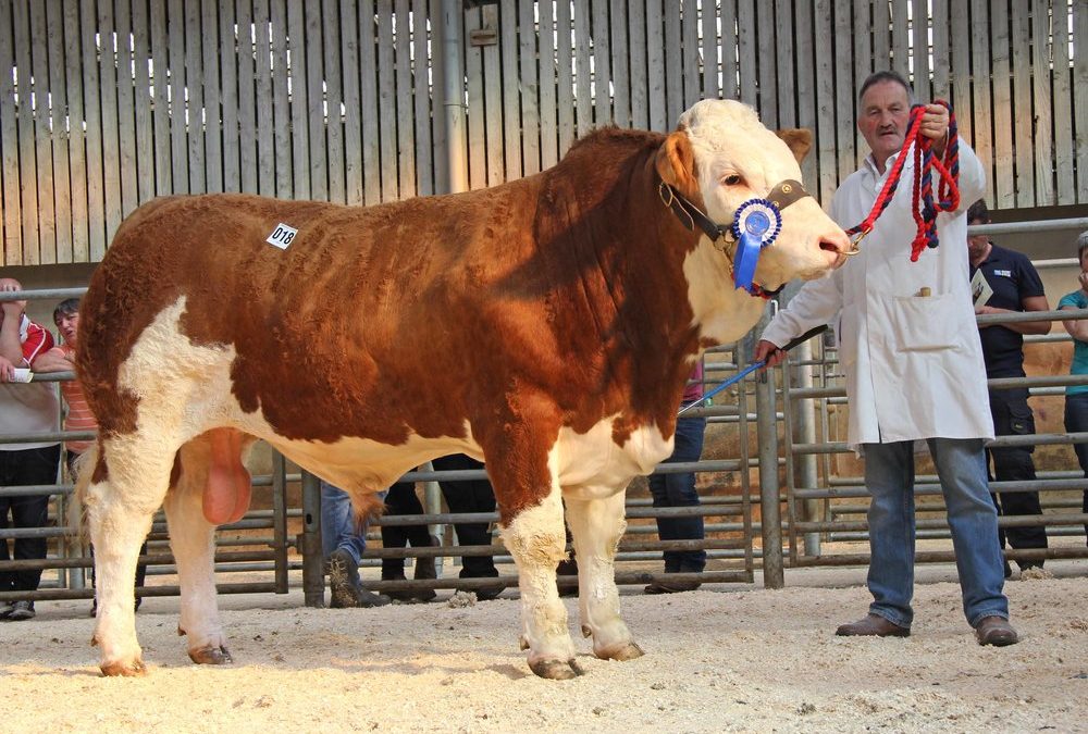 Simmental bulls to a top  of 3,100gns at Ballymena