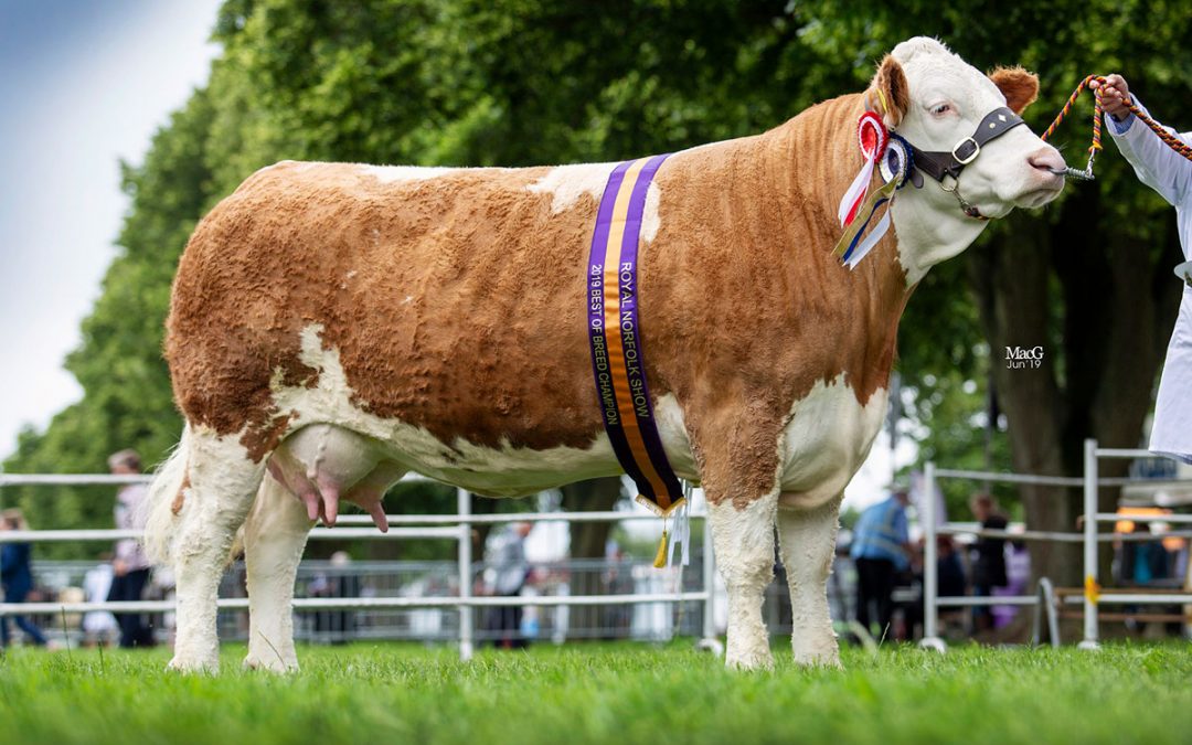 Royal Norfolk Show – English National Show 26th-27th June 2019 – Judge Mrs A MacPherson