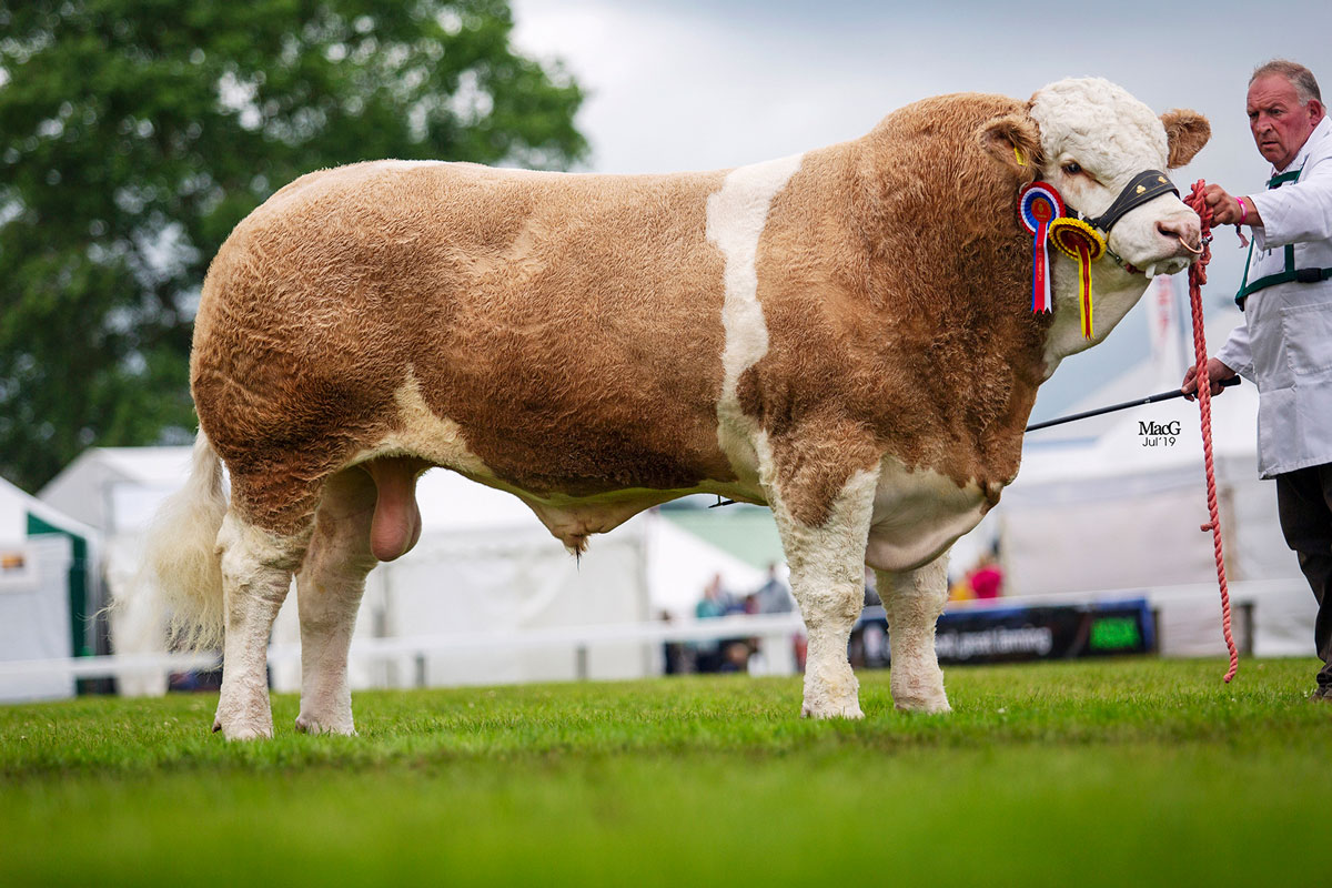 Great Yorkshire Show 9th11th July 2019 British Simmental Cattle Society