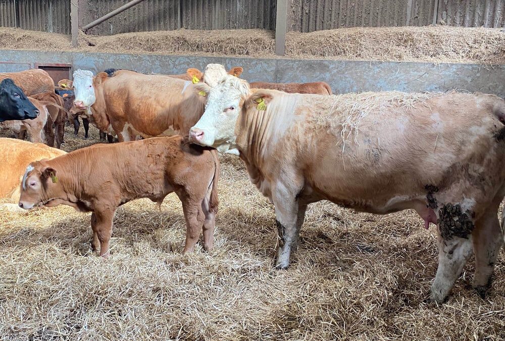 QUALITY SIMMENTAL FEMALES REALISING A PREMIUM AT TOWIEMORE FARMS