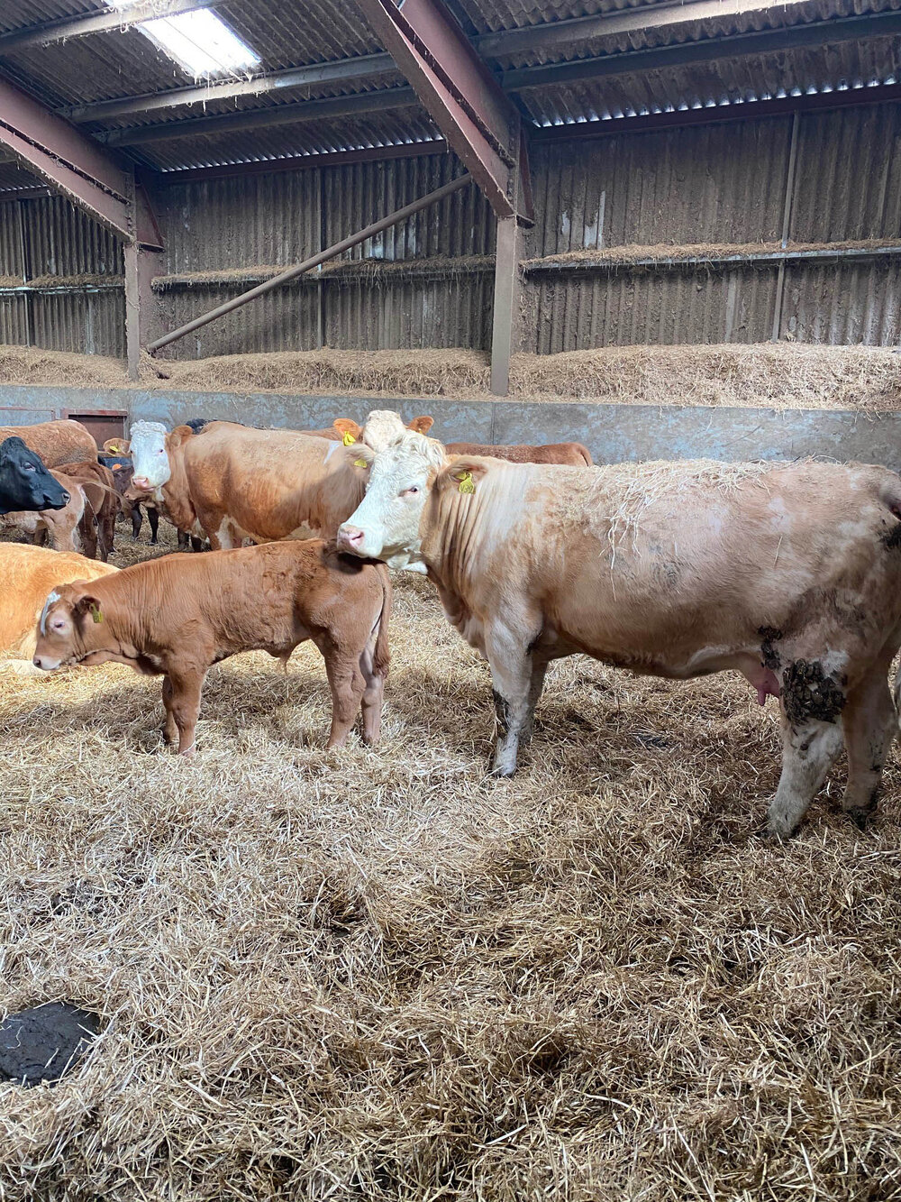 QUALITY SIMMENTAL FEMALES REALISING A PREMIUM AT TOWIEMORE FARMS ...