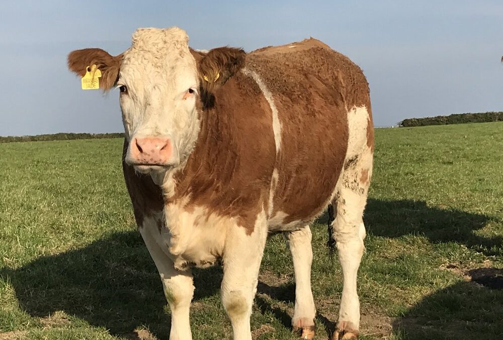 KILLIWORGIE SIMMENTAL HEIFERS HEAD TO NORTHERN AND SOUTHERN IRELAND