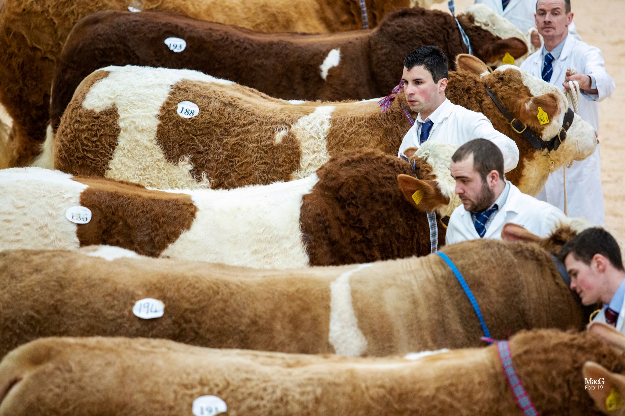 Royal Northern Spring Show And Sale - British Simmental Cattle Society