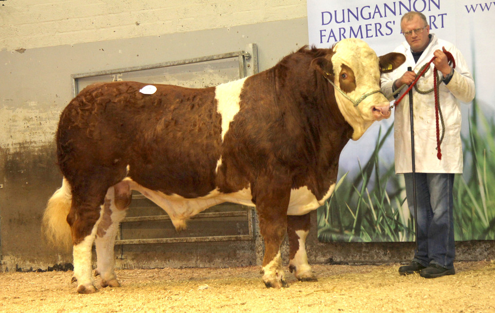 David Farrell, Lisbellaw, realised 4,600gns for the unshown Lakeside Fred.&nbsp;