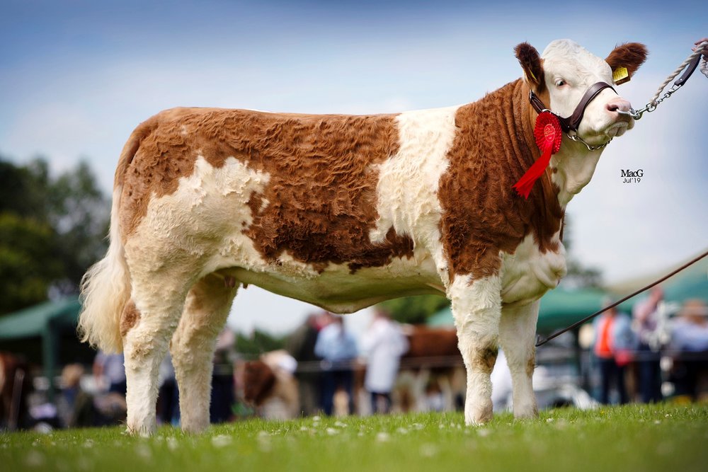 Shane and Paul McDonald’s Coolcran Lady Jasmine was the winner of the junior heifer class at the NI National Simmental Show, held at Omagh.