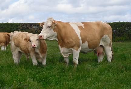 Bosahan foundation cow Atlow Petruska with her eighth calf Bosahan Dandini, born December 2012