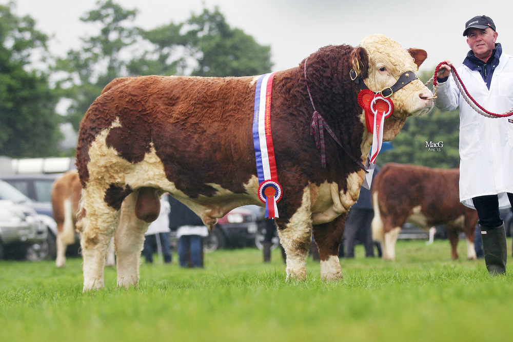 Male and supreme overall Simmental champion at Fermanagh County Show was Kilmore Floyd bred by Chris Traynor, Armagh.    