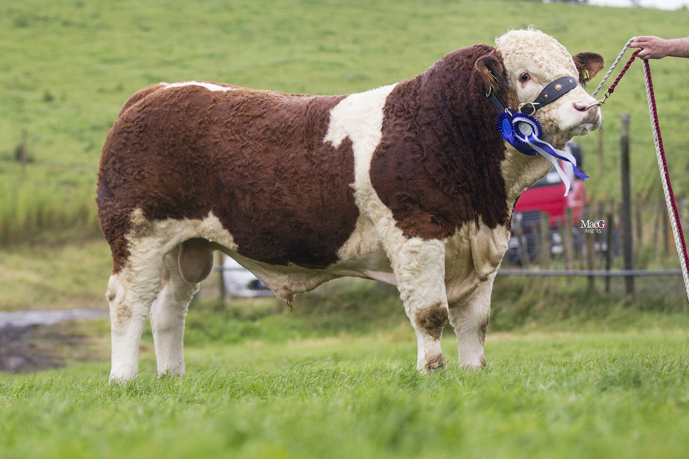 Kilmore Fitz bred by Chris Traynor, Armagh, was the reserve supreme Simmental champion and winner of the DANI Rosebowl for the highest placed weight recorded bull at Fermanagh County Show.    
