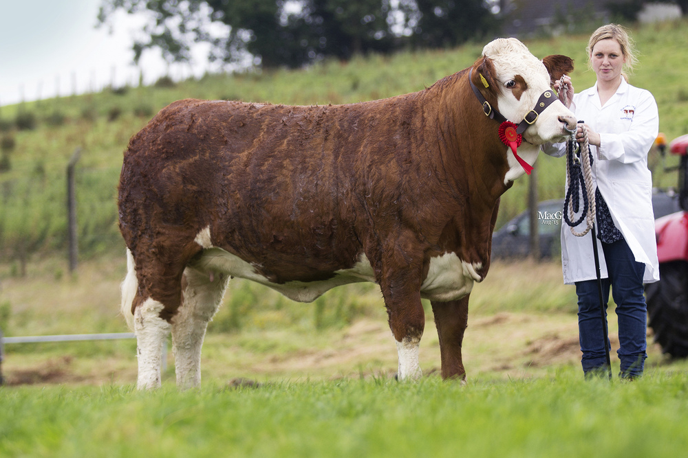 Andrea Nelson's Scribby Farms Elegant was reserve female Simmental champion at Fermanagh County Show