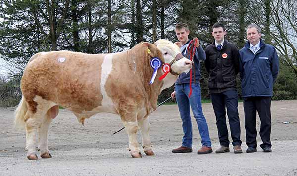 Reserve male champion was Haystar Eclipse whon by Kyle Hayes, Upper Ballinderry, Lisburn. Included are judge Andrew Clarke, Tynan; and sponsor Andrew Tecey, Danske Bank.