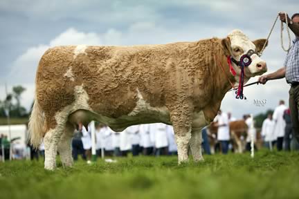 Reserve female Simmental champion was Luddenmore Artic Rosebud exhibited by Kenny Veitch Lisbellaw.