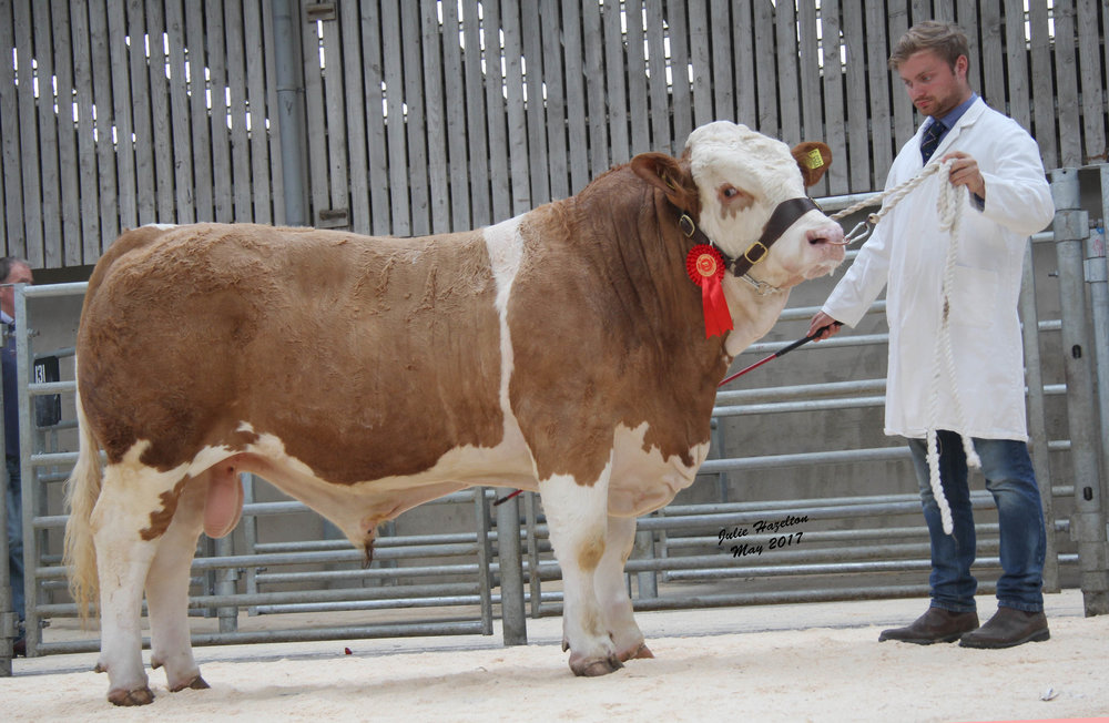 Matthew Robson, Doagh, exhibited the first placed Kilbride Farm Herkules sold for 2,800gns.