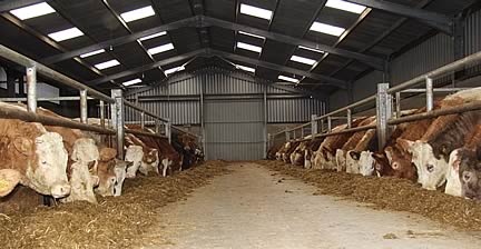 Cattle being wintered at Sperrin View Farm