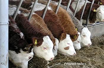 Weaned heifers