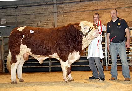 The top priced bull at 3,400gns was the third prize winning Pointfarms Columbo shown by Richard Rodgers, and owned by Matthew Cunning, Glarryford.