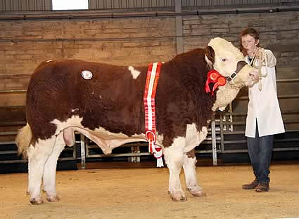 The male and supreme champion was Glenock Cannon Ball, which sold at 2,600gns for Stephen Millar, Newtownstewart. At the halter is Jack Smyth.