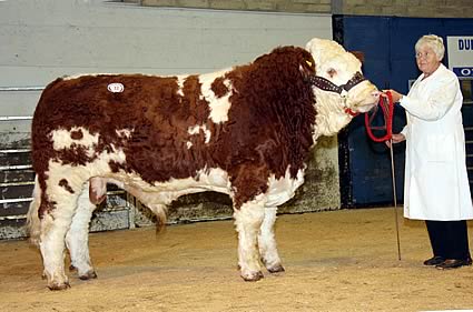 Woodford Crackerjack came under the hammer at 2,500gns for Mrs Thelma Gorman from Armagh.