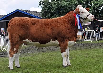 Reserve Female Champion SWALLOWHILL BLUEBELL