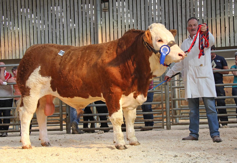Kenneth Veitch, Lisbellaw, exhibited the reserve male and reserve supreme champion Drumlone Inmate sold for a top price of 3,100gns at the NI Simmental Club's evening show and sale in Ballymena.