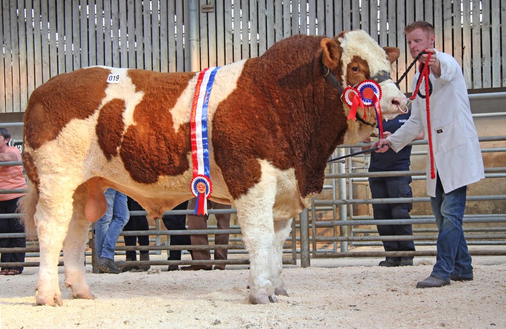 Male and supreme overall Simmental champion was Shacon Invincible bred by Brian Dooher, Donemana, and exhibited by Ritchie Devine.