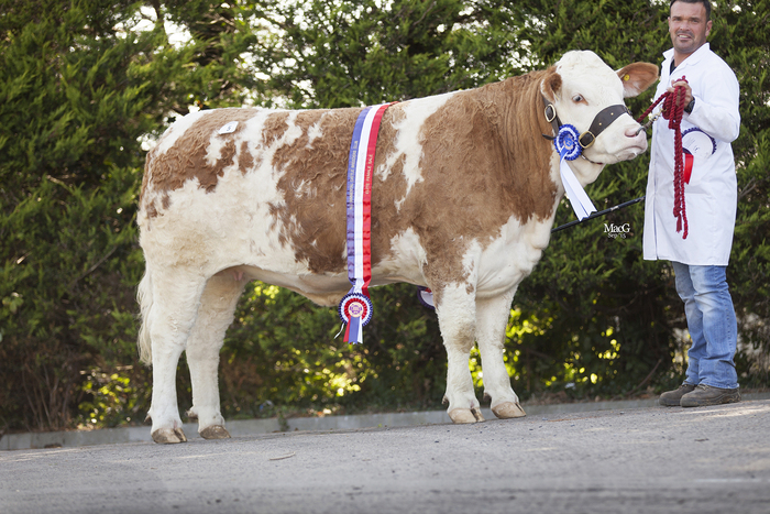  Second reserve champion at the 45th Anniversary elite female show and sale was Ballinlare Farm Elegance from Joe Wilson. 