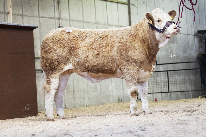  Third prize winner Omorga Fabia attracted a bid of 3,200gns from the Barlow family's Lancashire based Denizes Herd. 