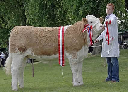 The Woodcraft Kitchens (Kilrea) junior heifer derby champion, female champion and supreme overall Simmental champion, was Lisglass Clover 2nd, shown by Christopher Weatherup