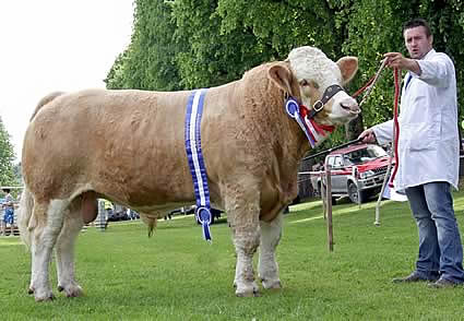 The male and reserve supreme Simmental champion was Slievenagh Bonjovi, owned by Duncan McDowell, Newtownards, and shown by Christopher Boyd