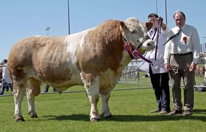 Simmental champion at Ballymena Show was Hockenhull Ali Baba, owned by Bruces Hill Cattle Company, Templepatrick, and shown by Richard McKeown. Adding his congratulations is judge Kenneth Stubbs, Irvinestown.