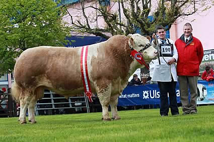 Male champion and supreme overall champion was Hockenhull Ali Baba, shown by Richard McKeown, and owned by Mike Frazer, Bruces Hill Cattle Company, Templepatrick.