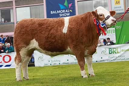 Female champion and reserve supreme champion was Ballinlare Farm Buttercup bred by Joe Wilson, Newry