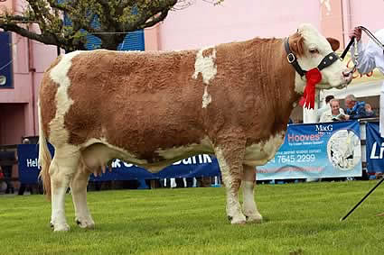 Reserve female champion was Hockenhull Natalie 34th from Mike Frazer's Bruces Hill Cattle Co, Templepatrick.
