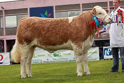 Junior Simmental champion was Lisglass Clover 2nd owned by Leslie and Christopher Weatherup, Ballyclare