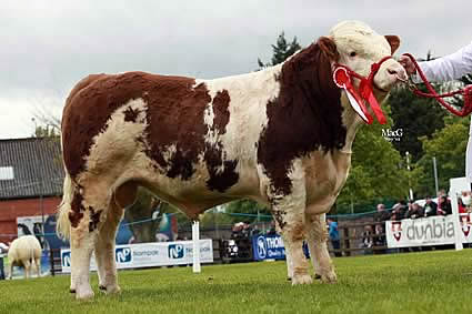 Alan and Ann Kennedy, Upper Ballinderry, owned the junior bull class winner and reserve junior champion Lurgill Cooldude.