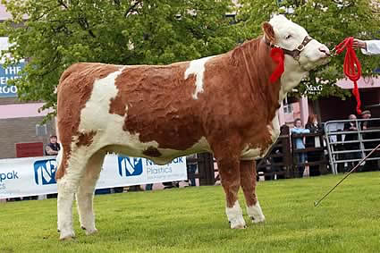 Winner of the intermediate heifer class was Raceview Beauty Royal 491 ET exhibited by John McMordie and Sons, Ballygowan.