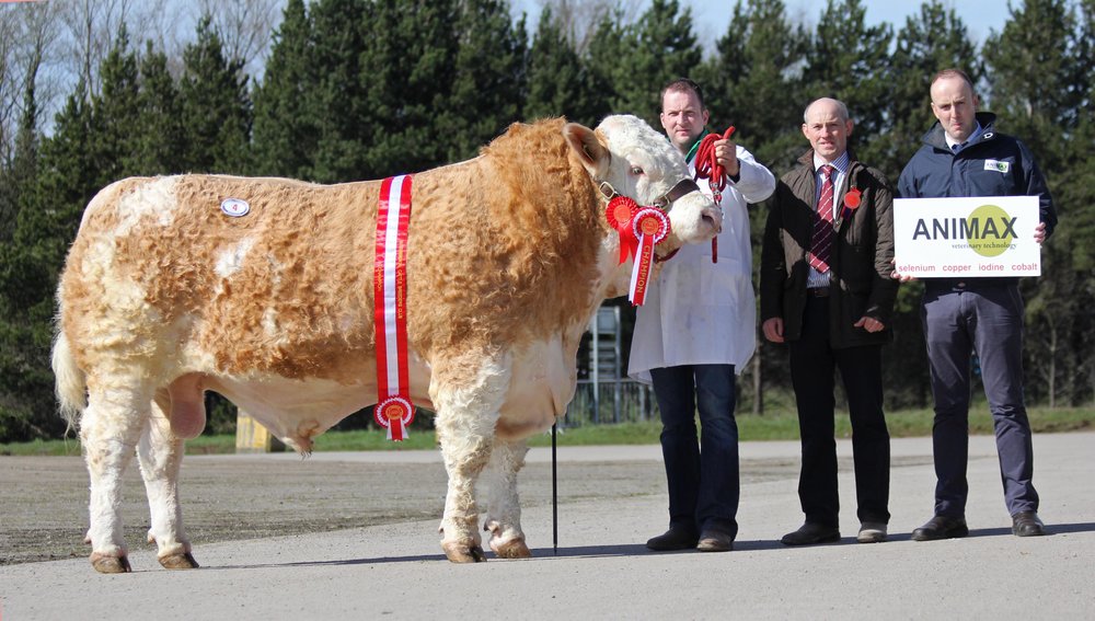 Male and supreme overall champion at the NI Simmental Club's spring show and sale in Dungannon was Ranfurly Goodfellow shown by Jonny Hazelton, Dungannon. Included are judge Frank Kelly, Tempo; and sponsor Neill Acheson, Animax.