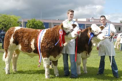 The Balmoral Show qualifiers for the Ivomec Super Pair of the Year were Clonguish Bambi and Clonguish Brooklyn shown by brothers Shane and Paul McDonald, Tempo