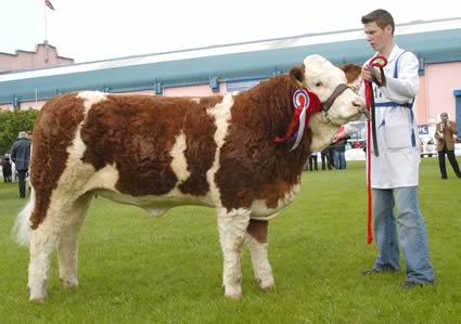 The female and supreme overall Simmental champion was Clonguish Bambi shown by Paul McDonald, Tempo