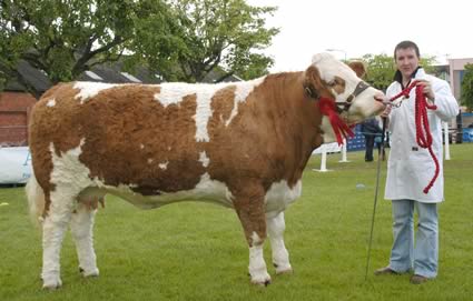 Jonathan Farrell, Markethill, exhibited the first prize winning senior Simmental cow, Woodford Tulip