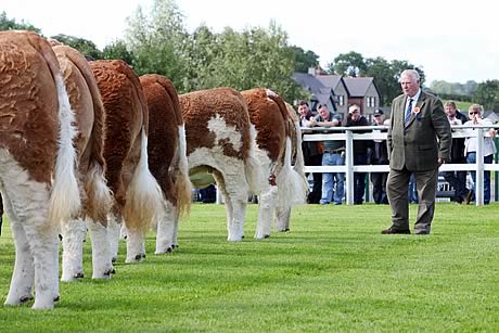 British Simmental Cattle Society president, Hector Macaskill, Scotland, officiated in the judging ring at the NI Simmental Club's 40th Anniversary Elite Female Show and Sale, Omagh. Macaskill