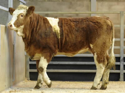 Top priced commercial heifer sold by Cecil McIwaine, 470kg selling for £1750.